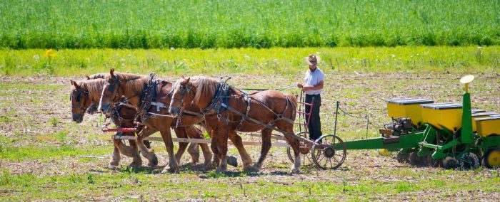 Walnut Creek, Ohio - Amish Farmer and Horses