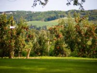 Hillcrest Orchard