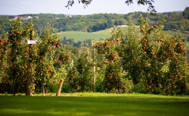 Hillcrest Orchard