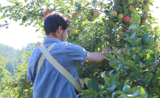 Hillcrest Orchard picking apples