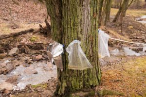Maple Tree Taps and Bags