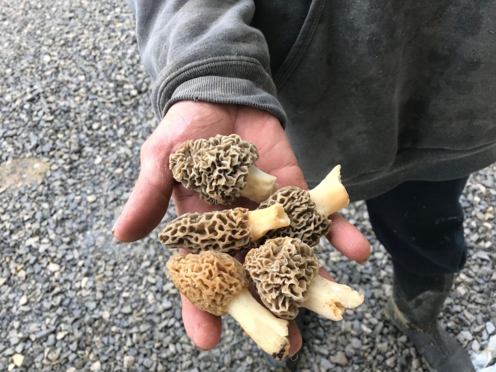 Morel Mushrooms