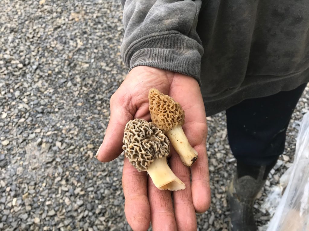 Morel Mushroom - Yellow and Gray Species