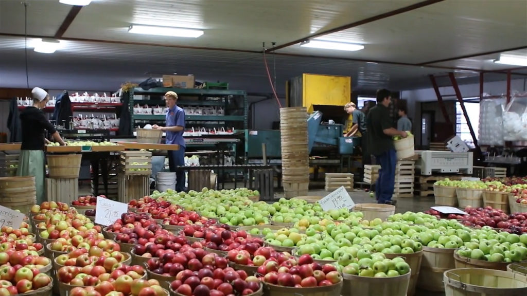 Honey Crisp Apples - Basket of 6 - Walnut Creek Farm