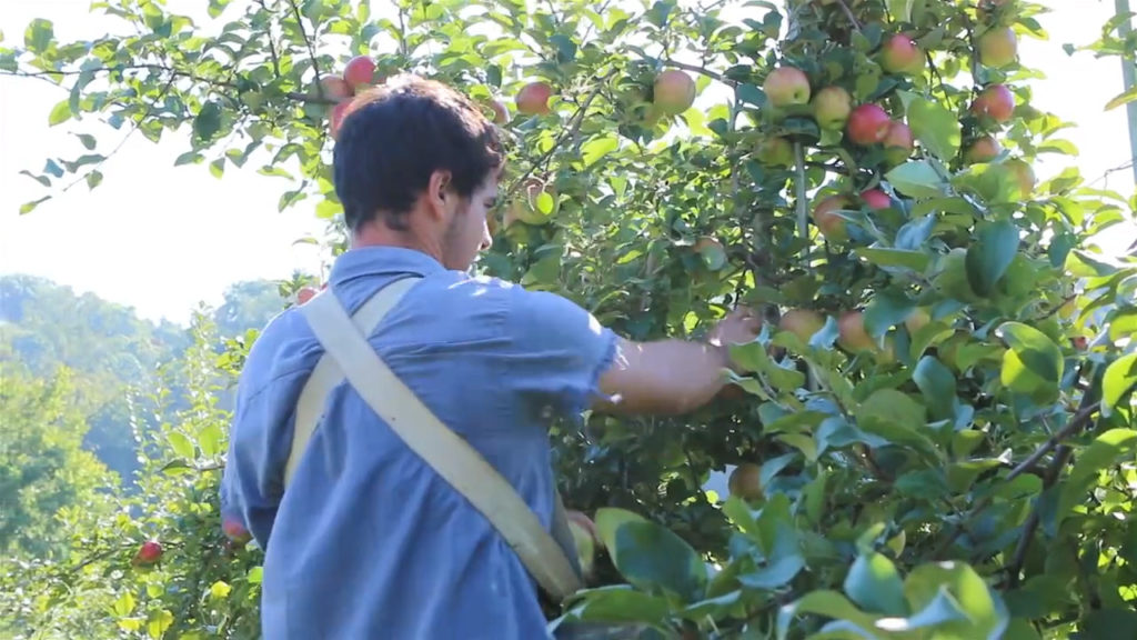 Honey Crisp Apples - Basket of 6 - Walnut Creek Farm